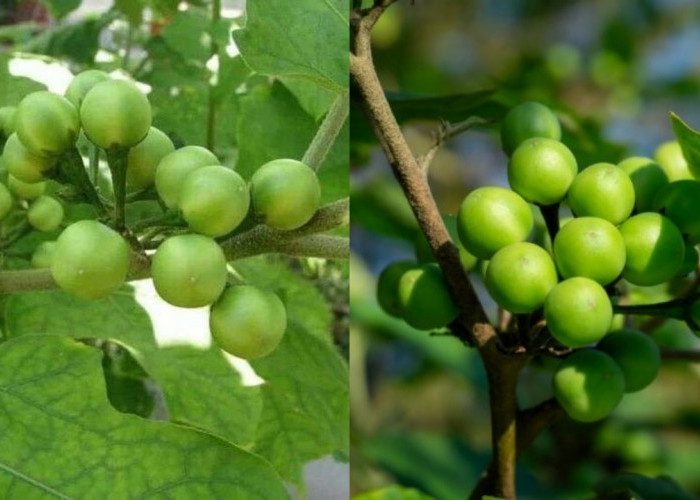 Mengungkap Manfaat Tekokak, Tumbuhan Liar yang Sering Diremehkan!