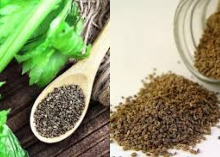 Beragam Manfaat Biji Seledri Untuk Kesehatan Tubuh Yang Luar Biasa!