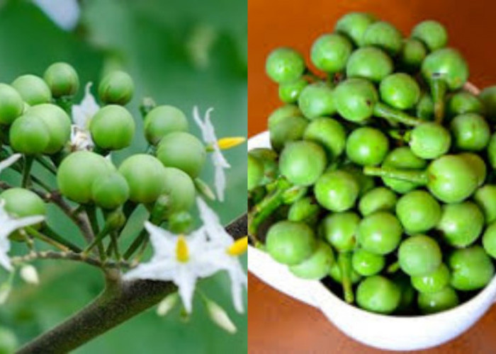 Manfaat Terong Pipit untuk Kesehatan Tubuh, Sayuran Kecil dengan Khasiat Besar!