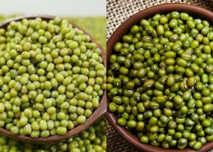 Wajib Tahu! Inilah 5 Khasiat Kacang Hijau Untuk Kesehatan Tubuh Yang Luar Biasa