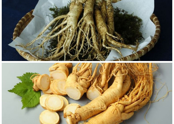 Rahasia Ajaib Ginseng: Tanaman Herbal yang Efektif Mengontrol Gula Darah dan Menjaga Energi Tubuh