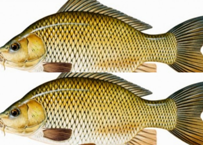 Mendukung Kesehatan Otak dan Saraf Inilah Manfaat Dari Ikan Mas Yang Harus Kalian Ketahui! 