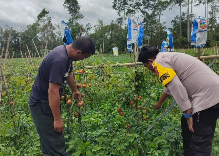 Polres Pagar Alam Monitoring Pekarangan Bergizi, Dukung Ketahanan Pangan Masyarakat