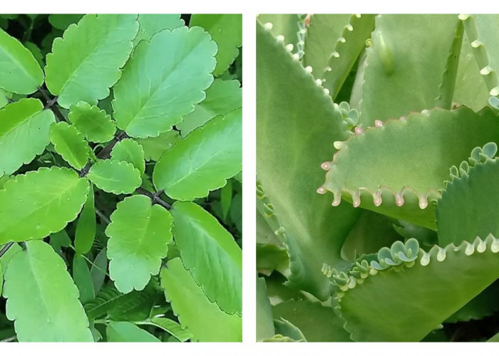 Manfaat Daun Cocor Bebek: Tanaman Sederhana dengan Segudang Khasiat