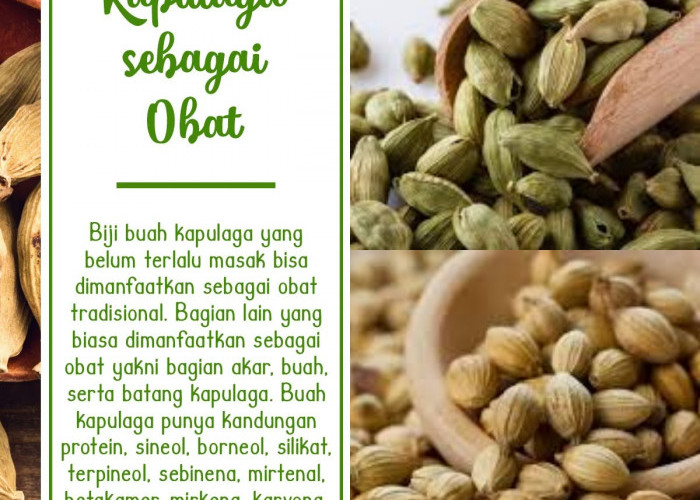 Kapulaga, Obat Ampuh? Temukan 5 Manfaat Kesehatannya yang Mengejutkan!