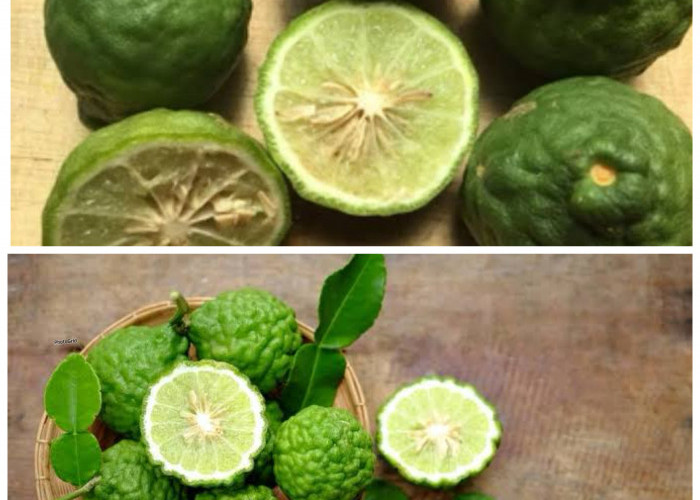 Manfaat Daun Jeruk Purut untuk Kesehatan: Rahasia Alami Penangkal Penyakit dan Penyejuk Pikiran!