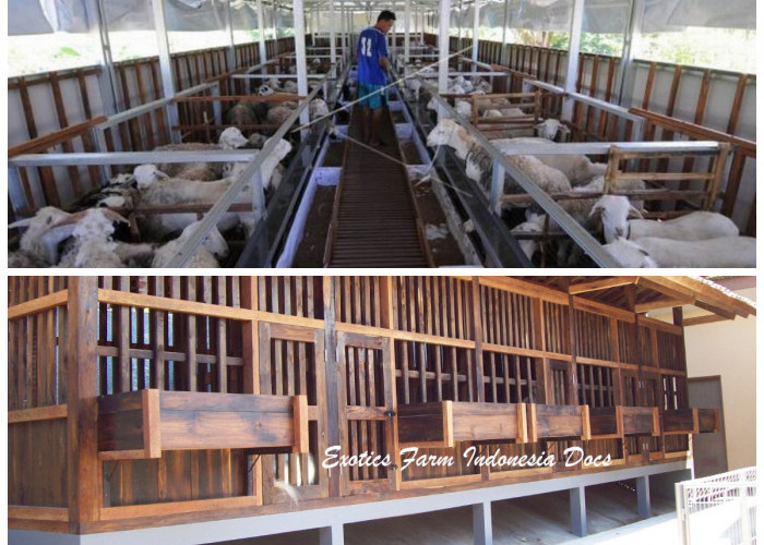 Lebih Higienis dan Fungsional! 11 Desain Kandang Kambing Modern untuk Produktivitas Optimal