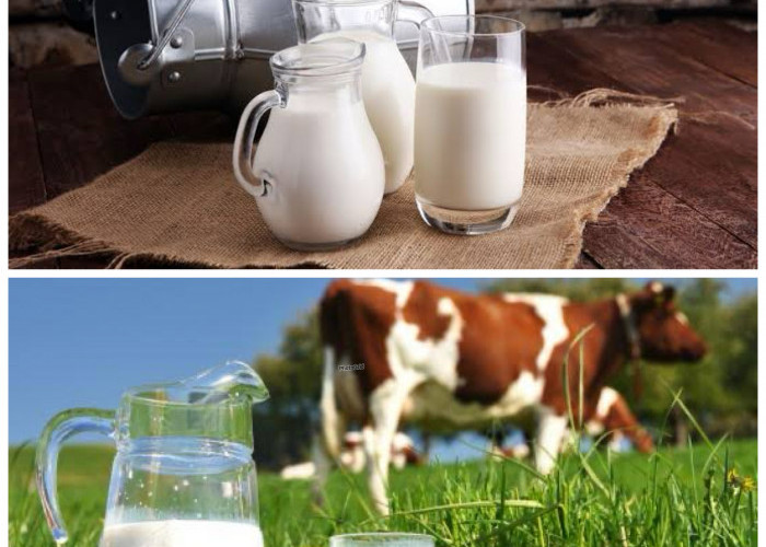 Khasiat Minum Susu Sapi untuk Menjaga Kesehatan Tubuh Sehari-hari!