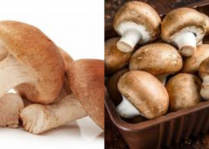 8 Manfaat Jamur bagi Kesehatan Dan Efek Sampingnya Yang Harus Kalian Tahu!