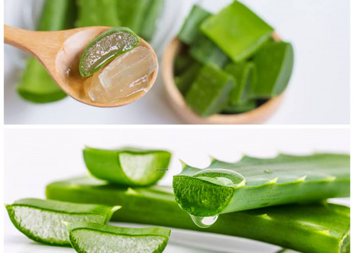 Inilah Rahasia Lidah Buaya: Solusi Alami untuk Kulit Cerah dan Tubuh Lebih Bugar!