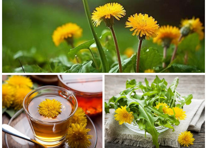 Manfaat Bunga Dandelion untuk Kesehatan Tubuh: Herbal Liar dengan Segudang Khasiat!