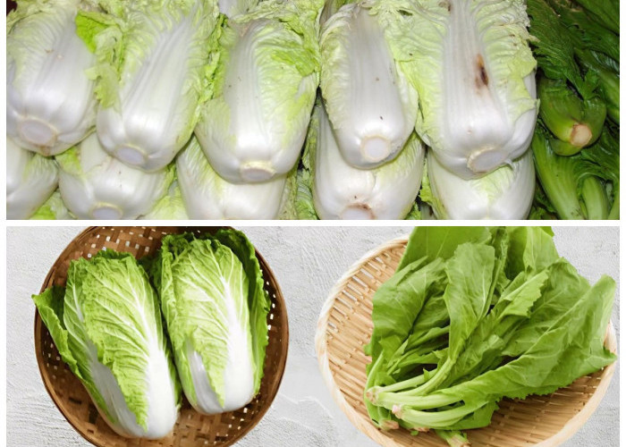 Rahasia Sawi Putih: 8 Khasiat Menakjubkan untuk Tubuh Sehat