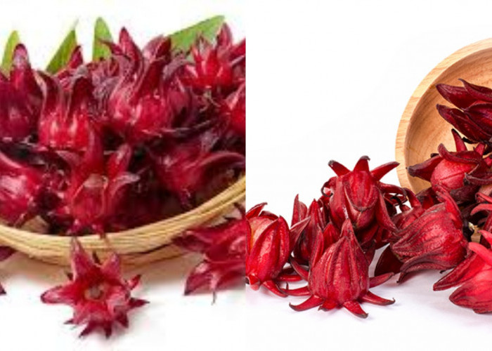 Yuk Intip! Inilah 8 Manfaat Rosela Yang Jarang Diketahui