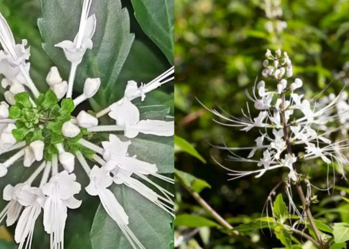 Wajib Diketahui! Inilah Manfaat Kumis Kucing dan Cara Mengumsumsinya