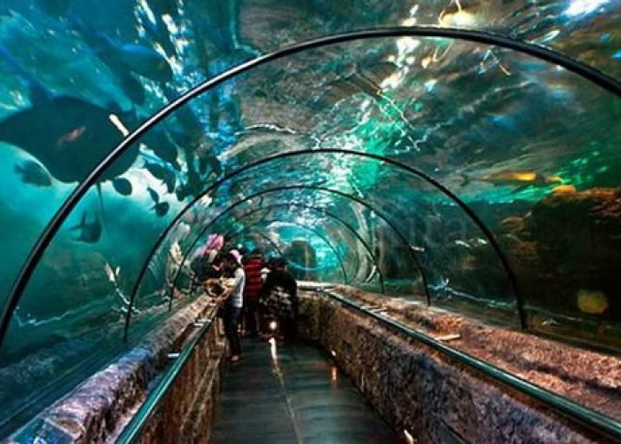 Ini 5 Lokasi Wisata Aquarium Terbesar Di Indonesia, Lebih Dari 600 Jenis Satwa Laut Ada Disini!