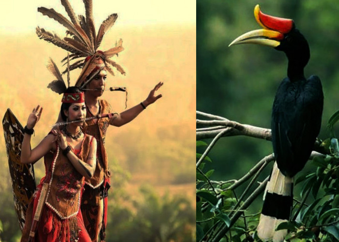 Keajaiban Burung Enggang Indonesia Sebagai Simbol Kebesaran Kehidupan Suku Dayak, dan Keanekaragaman Alam