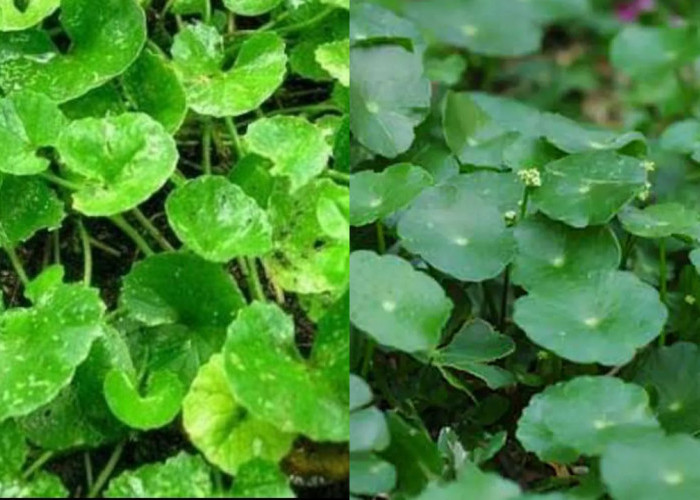 4 Manfaat Daun Pegagan Beserta Efek Sampingnya Yang Wajib Anda Tahu!