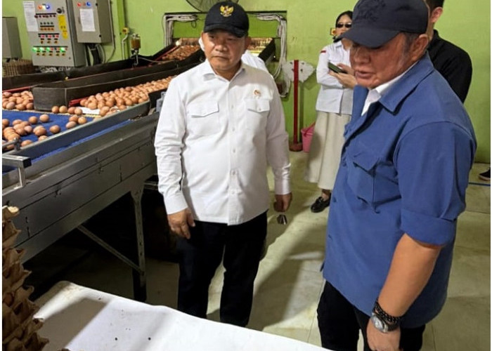 Pasokan Telur Sumsel Disiapkan untuk Dukung Program MBG