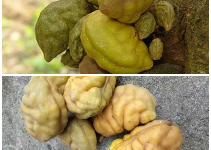 Jarang Diketahui! Ini Manfaat Buah Namnam untuk Tubuh dan Tips Konsumsinya agar Optimal