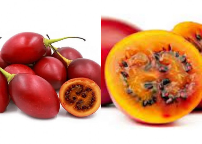 Terong Belanda: Yuk Ketahui Inilah Manfaatnya Untuk Kesehatan Tubuh