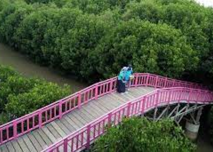Tersembunyi di Brebes, Jelajahi Keindahan Hutan Mangrove Brebes Pandansari yang Cocok Untuk Healing