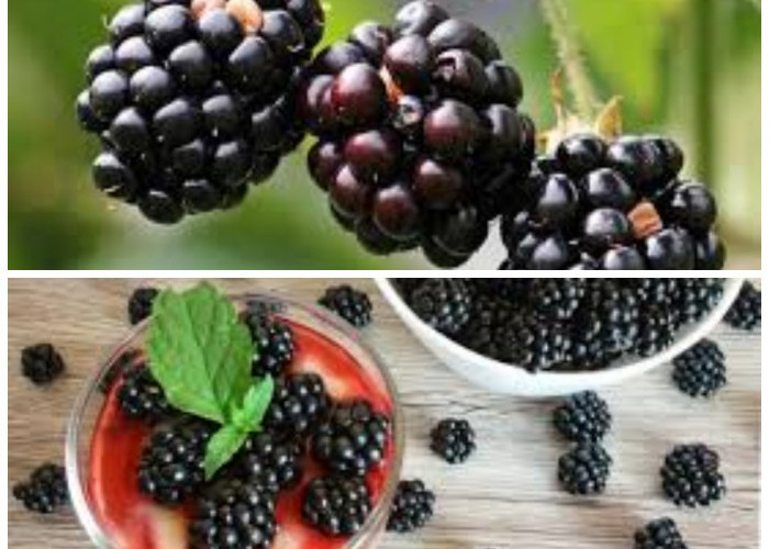Manfaat Buah Blackberry untuk Kesehatan: Buah Kecil yang Kaya Nutrisi dan Antioksidan