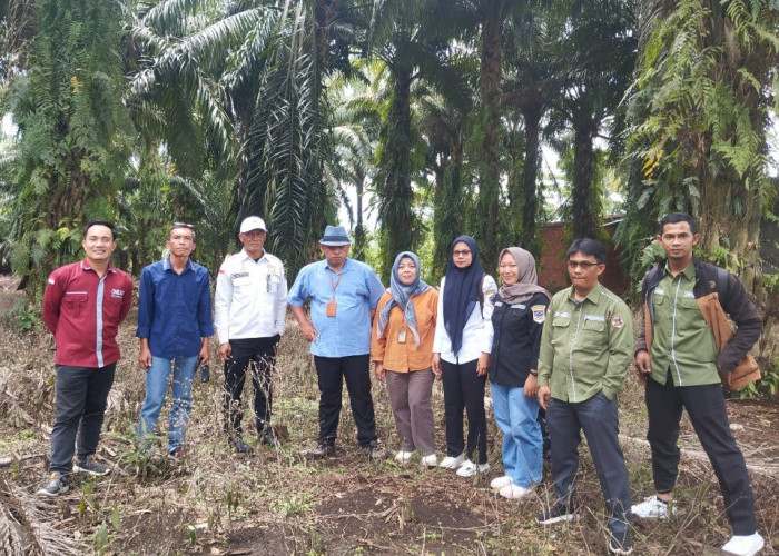 Petani Sawit Pagar Alam Terima DBH, Distan Sosialisasikan Hal Ini