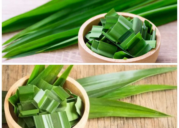 7 Khasiat Daun Pandan yang Sayang untuk Dilewatkan