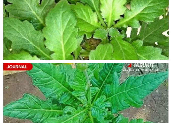 Mengenal Daun Dewa: Khasiat, Manfaat, dan Cara Konsumsi yang Tepat