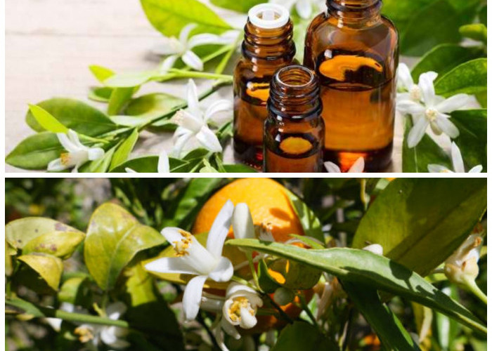 Mengenal Neroli Oil, Ekstrak Bunga Jeruk Citrus Aurantium yang Baik untuk Perawatan Tubuh dan Kesehatan