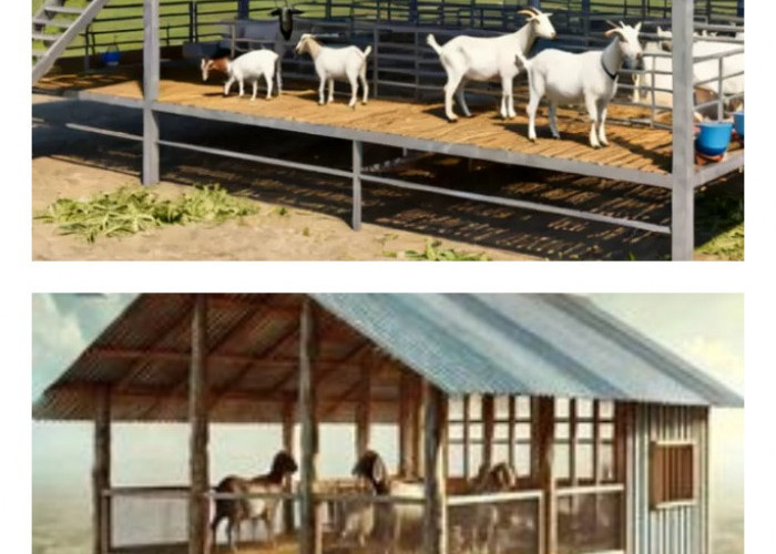 11 Inspirasi Kandang Kambing Panggung Minimalis yang Praktis, Murah Dibangun, dan Nyaman untuk Ternak_++