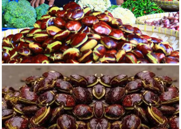 Jangan Diremehkan, Ini Manfaat Jengkol untuk Kesehatan – Bisa Bantu Kontrol Gula Darah!