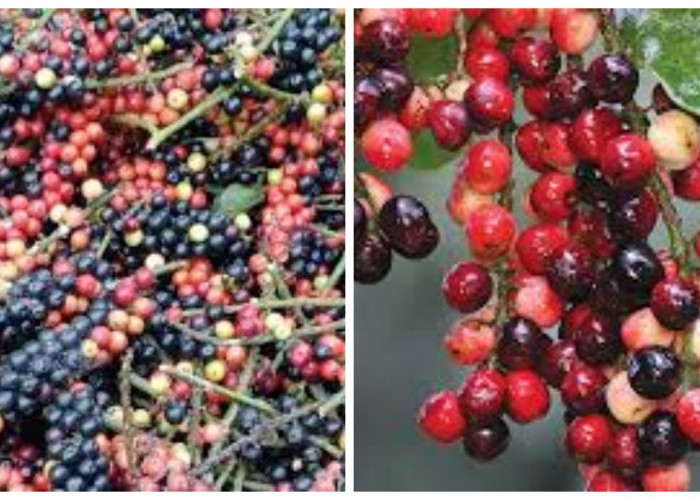 8 Manfaat Buah Buni, Buah Kecil yang Kaya Gizi