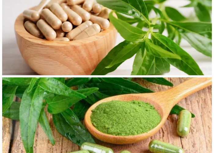 Manfaat Luar Biasa Daun Sambiloto: Rahasia Herbal untuk Kesehatan Anda