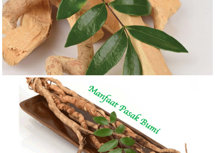 Tak Banyak yang Tahu! Manfaat Buah Pasak Bumi untuk Vitalitas dan Kebugaran