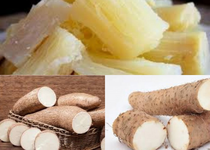 Tingkatkan Sistem Kekebalan Tubuh, Ini Manfaat Singkong yang Harus Diketahui