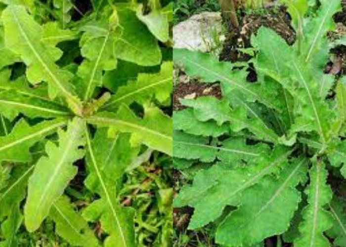 Jarang Diketahui Inilah Manfaat Daun Tempuyung Untuk Kesehatan Tubuh!