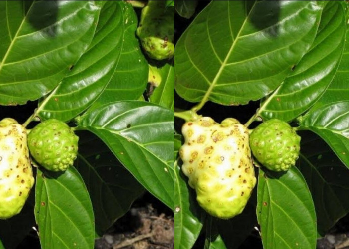 Meredakan Nyeri Sendi dan Rematik Teryata Ini Guys Manfaat Dari Daun Mengkudu Untuk Kesehatan! 