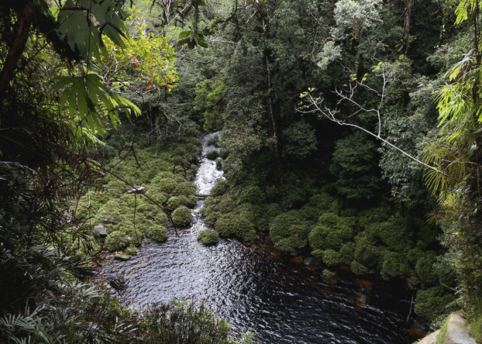 Menyusuri Keindahan Hutan Ekosistem Batang Toru di Tapanuli