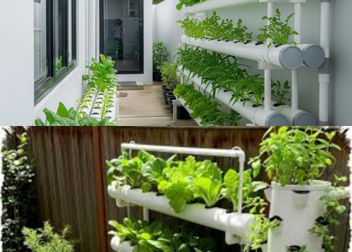 Berkebun di Ruang Terbatas, Hidroponik Jadi Cara Praktis Panen Sayur Sehat dari Rumah