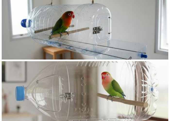 Kreatif & Murah! Ubah Botol Plastik Bekas Jadi Kandang Lovebird Nyaman dan Fungsional