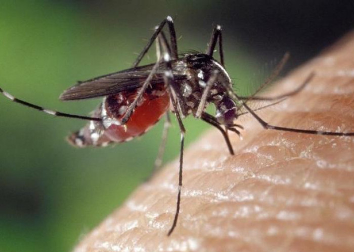 Waspadai Sejumlah Penyakit Tropis yang Mudah Menyerang Tubuh