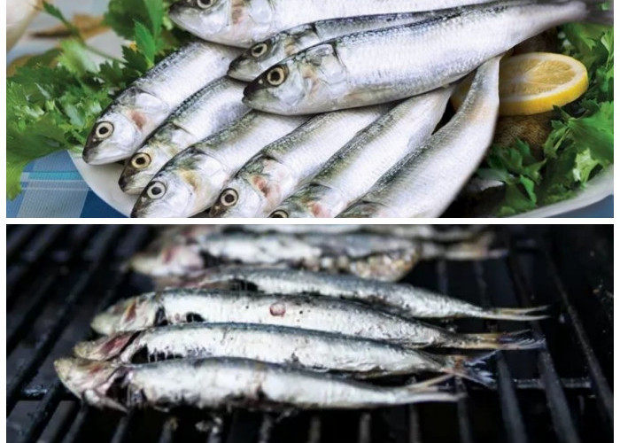 Nikmat dan Bergizi! Inilah Alasan Mengapa Ikan Sarden Jadi Pilihan Praktis dari Laut