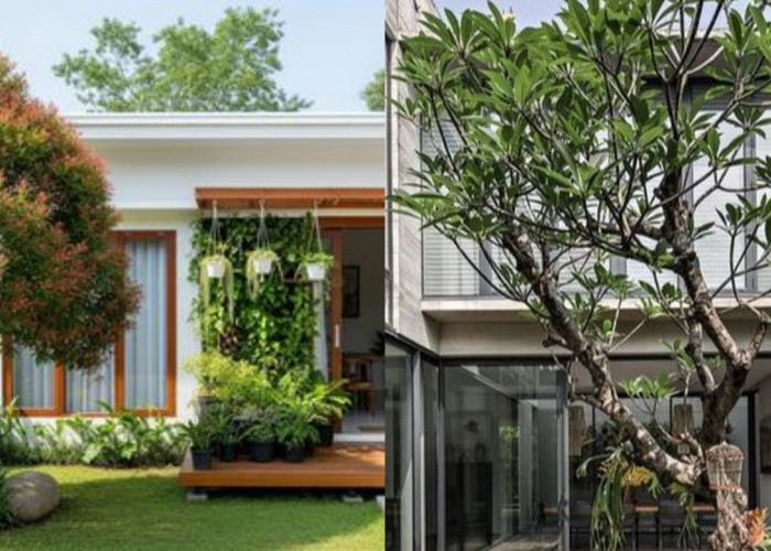Inspirasi Rumah Lahan Terbatas dengan Teras Mini dan Pohon Rindang!