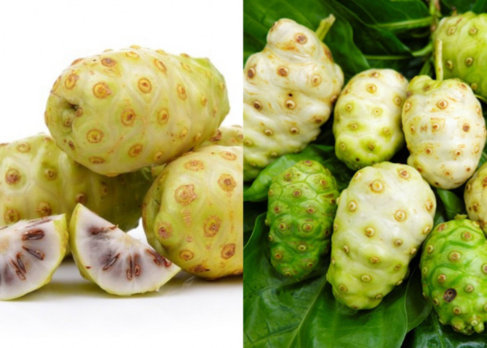 Rahasia Buah Mengkudu: Manfaat Luar Biasa untuk Tubuh Sehat dan Kuat!