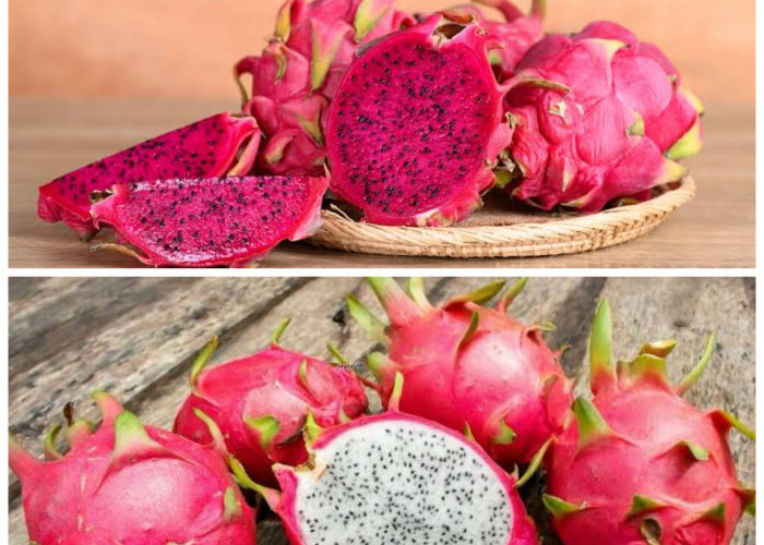 Rahasia Sehat di Balik Buah Naga, Manfaatnya Bikin Tubuh Lebih Bugar!