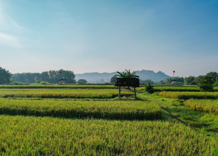 Perkuat Ketahanan Pangan, Kementerian ATR/BPN Optimalkan LBS, LP2B, dan LSD