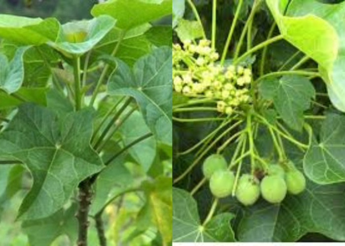  Inilah 6 Manfaat Daun Jarak Untuk Kesehatan Yang Jarang Diketahui