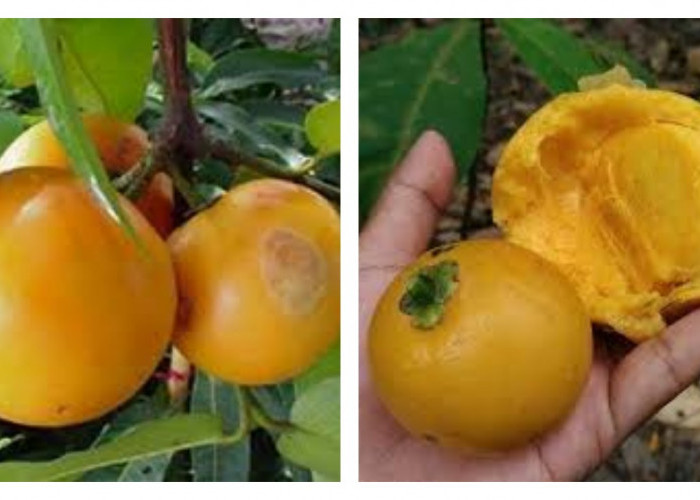 Buah Mundu: Segudang Manfaat dan Kegunaan dari Buah Tropis yang Terlupakan