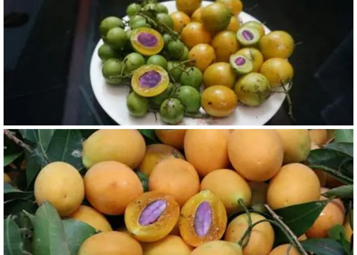 Rahasia Kesehatan Buah Gandaria: Kaya Nutrisi yang Sering Terlupakan!